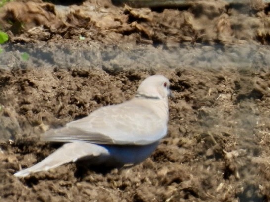 Eurasian Collared-Dove - ML619711604