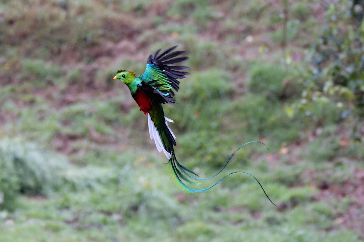 Quetzal resplendissant - ML619711605