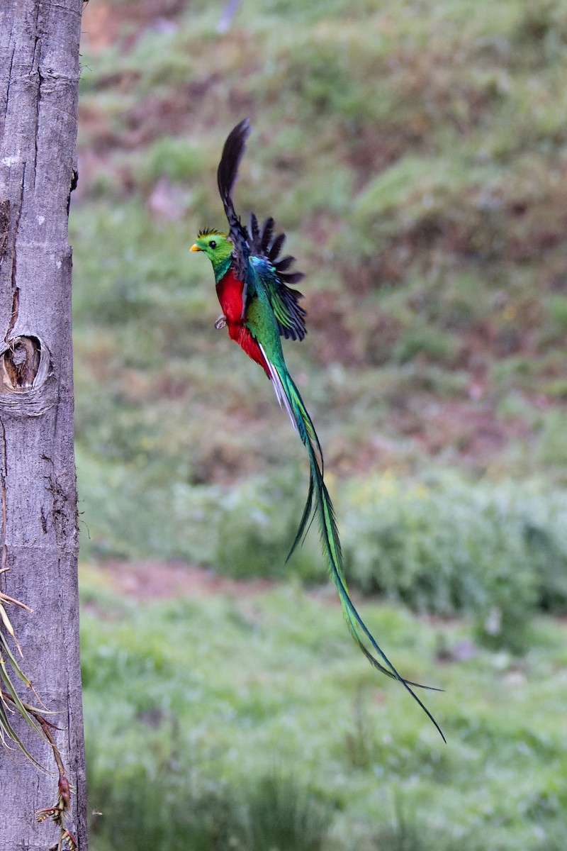 Quetzal resplendissant - ML619711606
