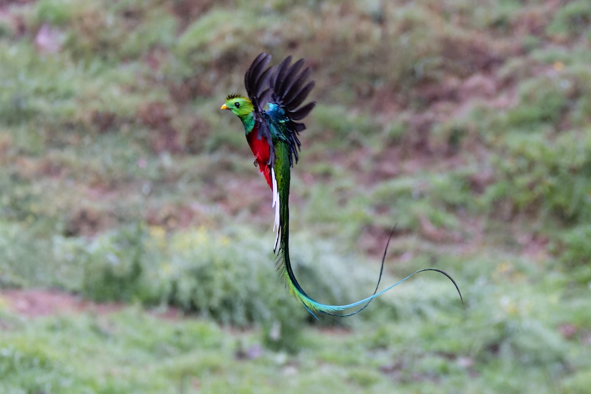 Quetzal resplendissant - ML619711607
