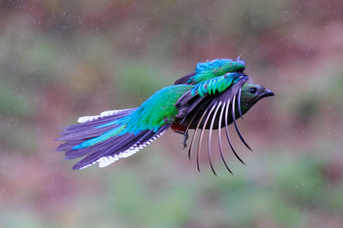 Quetzal resplendissant - ML619711608