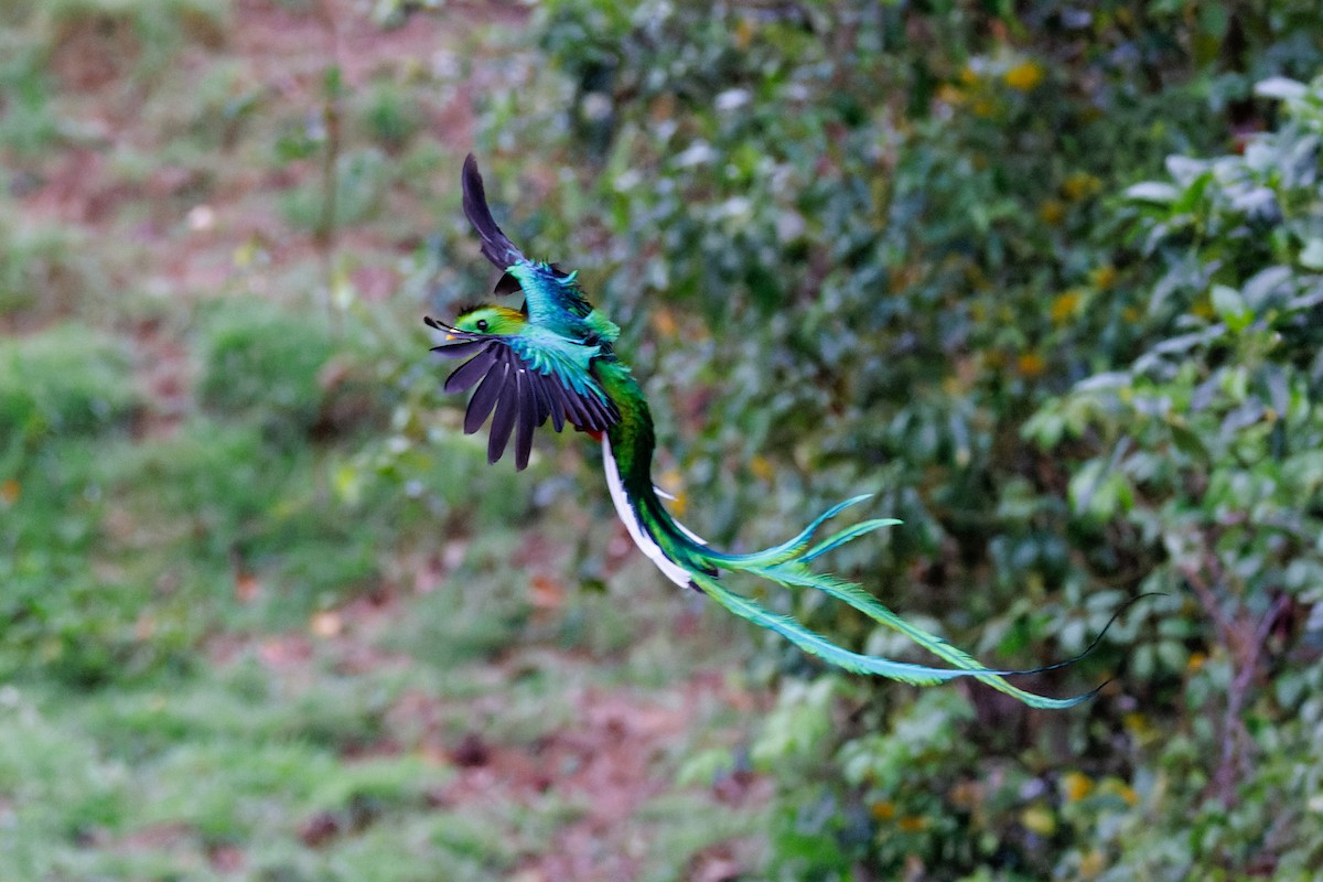 Quetzal resplendissant - ML619711609