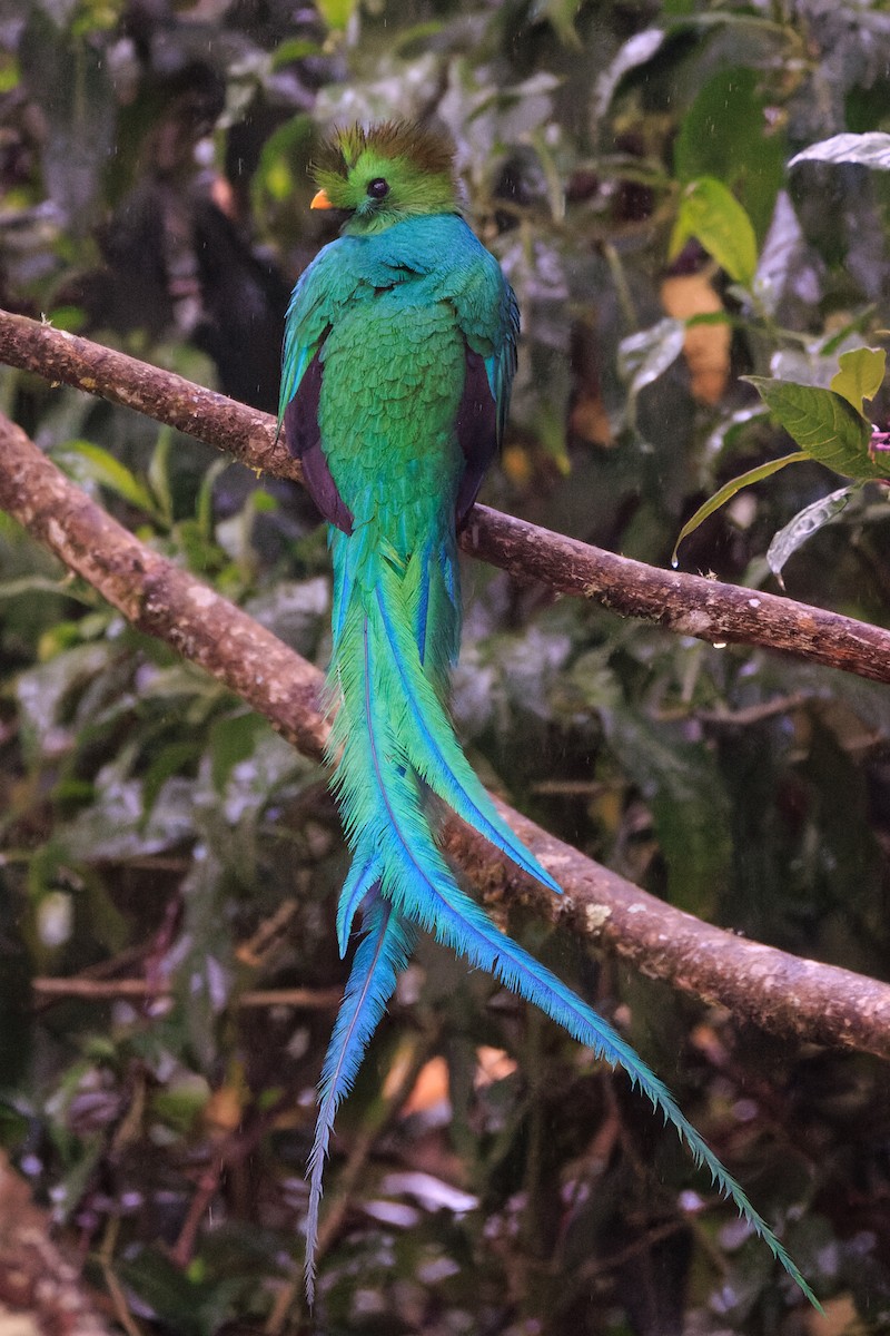 Quetzal resplendissant - ML619711610