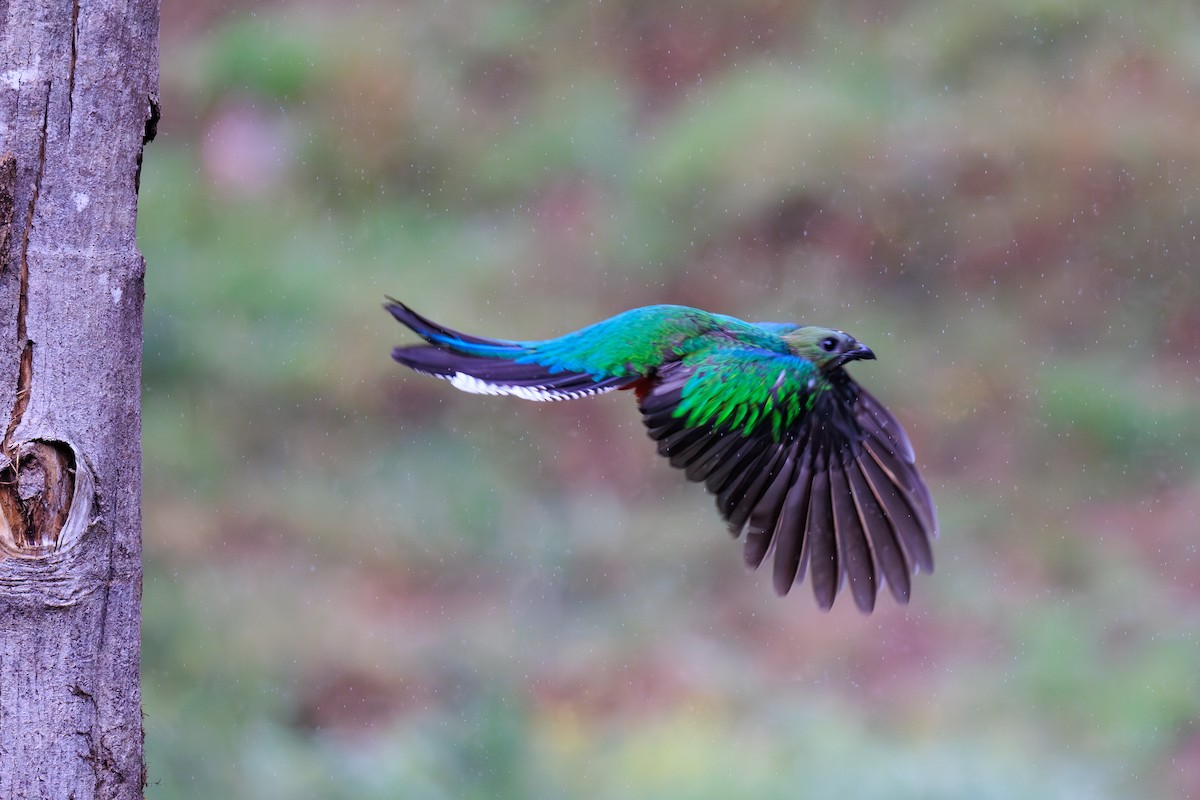 Quetzal resplendissant - ML619711611