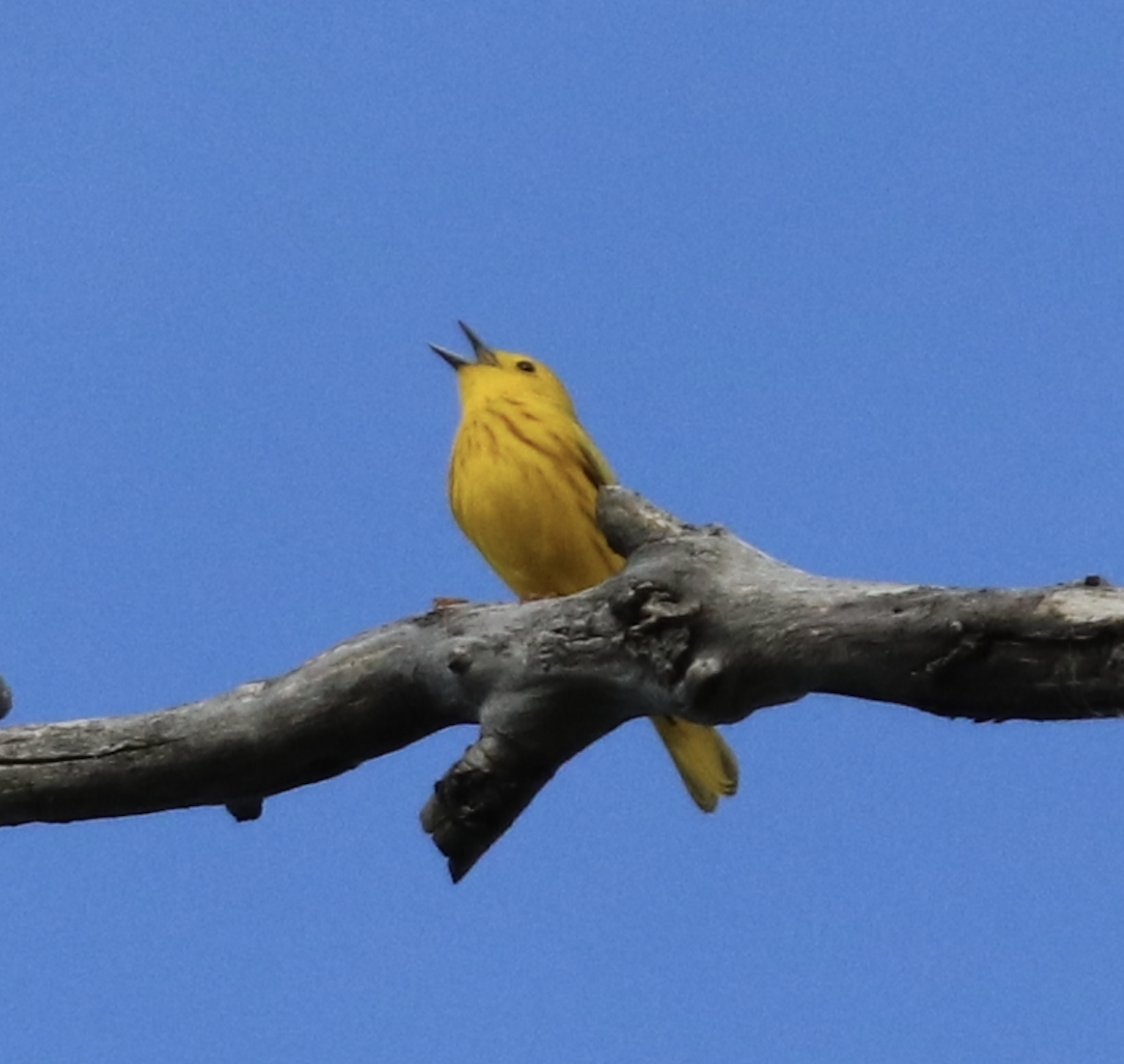 Yellow Warbler - ML619711619