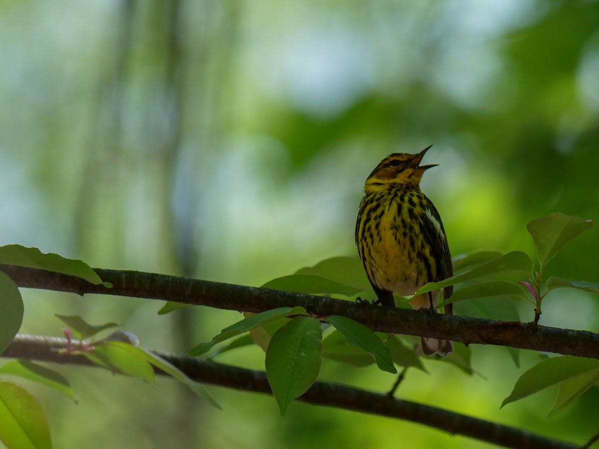 Cape May Warbler - ML619711621