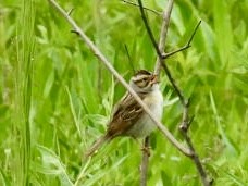 Clay-colored Sparrow - ML619711639
