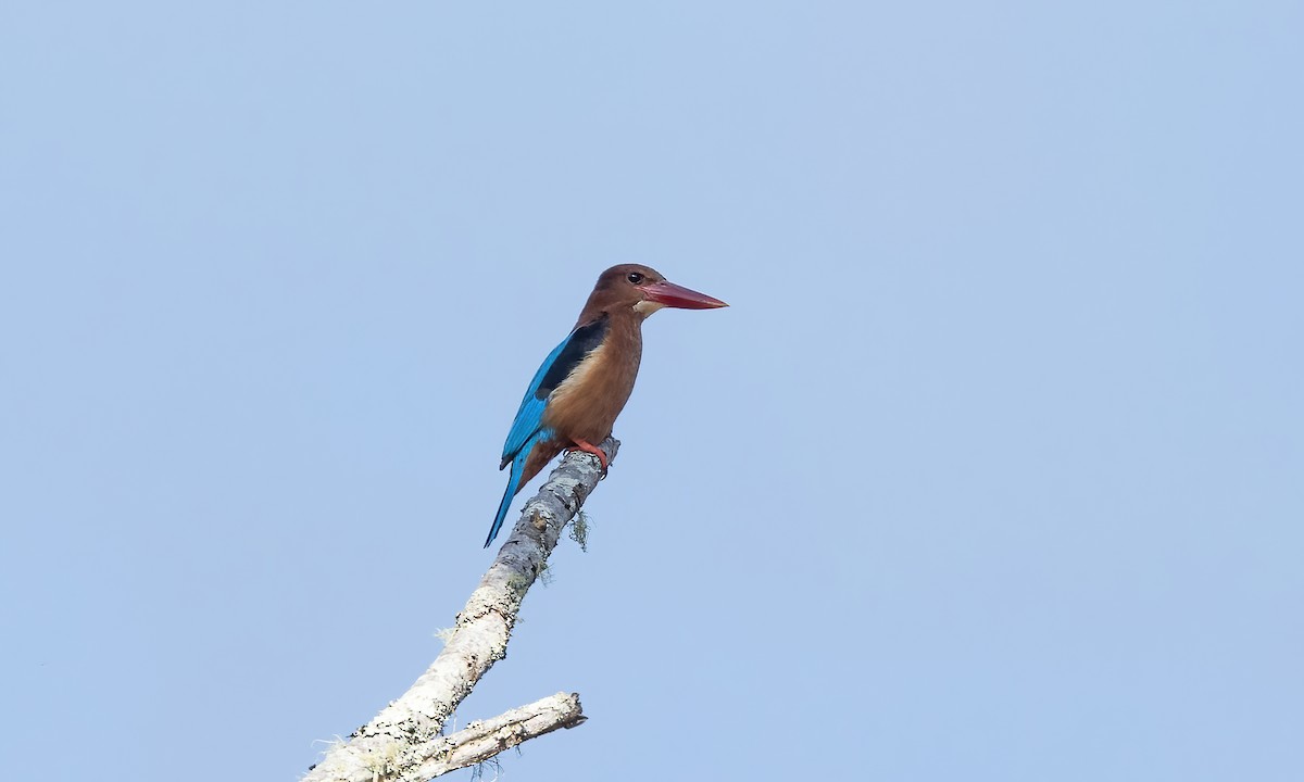 Brown-breasted Kingfisher - ML619711646