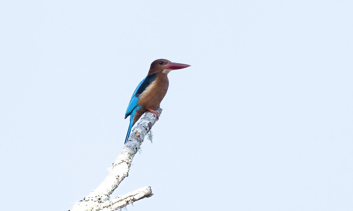 Brown-breasted Kingfisher - ML619711647
