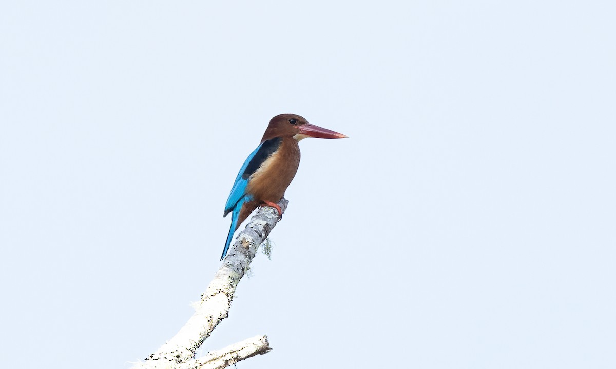 Brown-breasted Kingfisher - ML619711648
