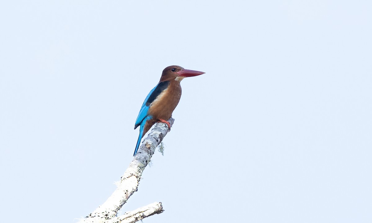 Brown-breasted Kingfisher - ML619711649