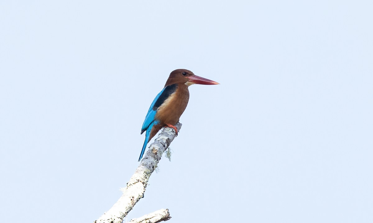 Brown-breasted Kingfisher - ML619711650