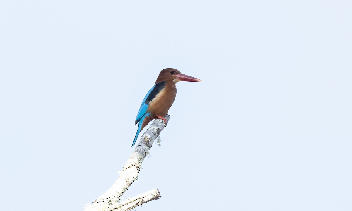 Brown-breasted Kingfisher - ML619711651
