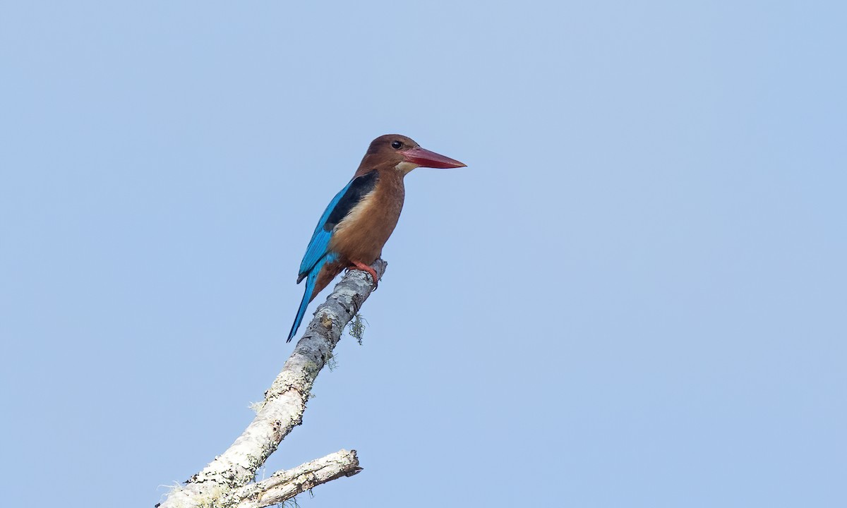 Brown-breasted Kingfisher - ML619711652