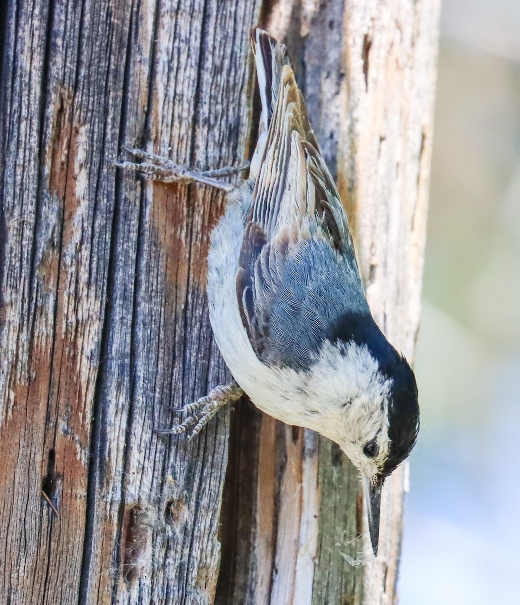 White-breasted Nuthatch - ML619711683