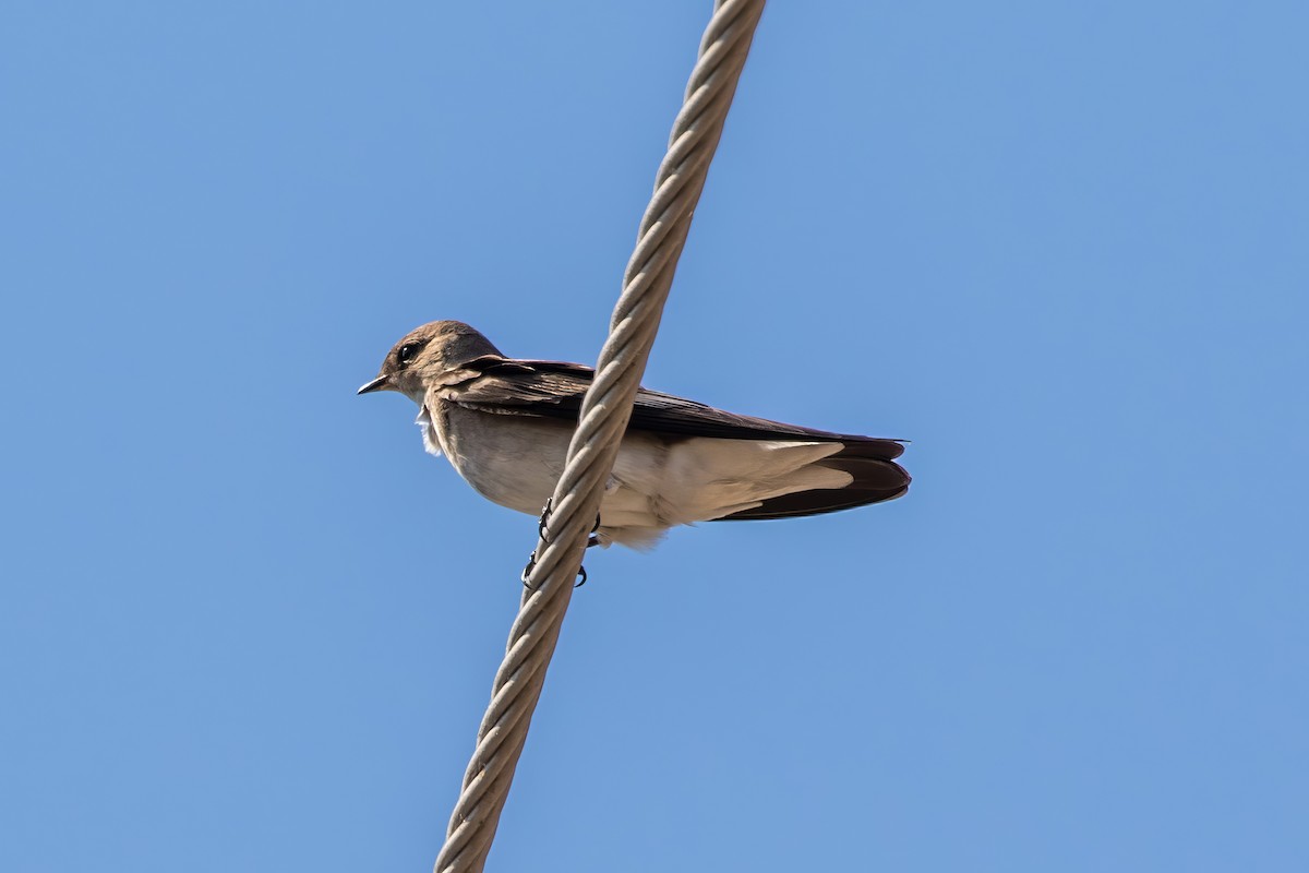 Northern Rough-winged Swallow - ML619711686