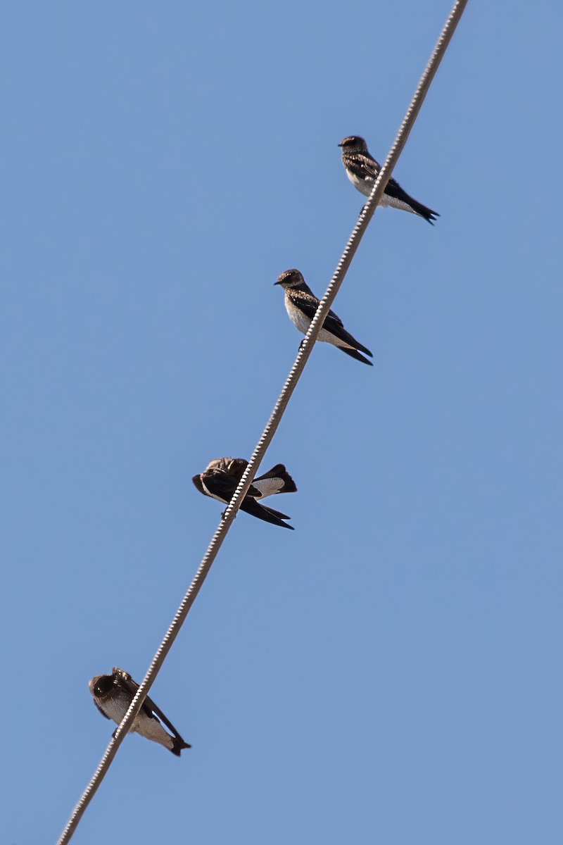 Northern Rough-winged Swallow - ML619711688