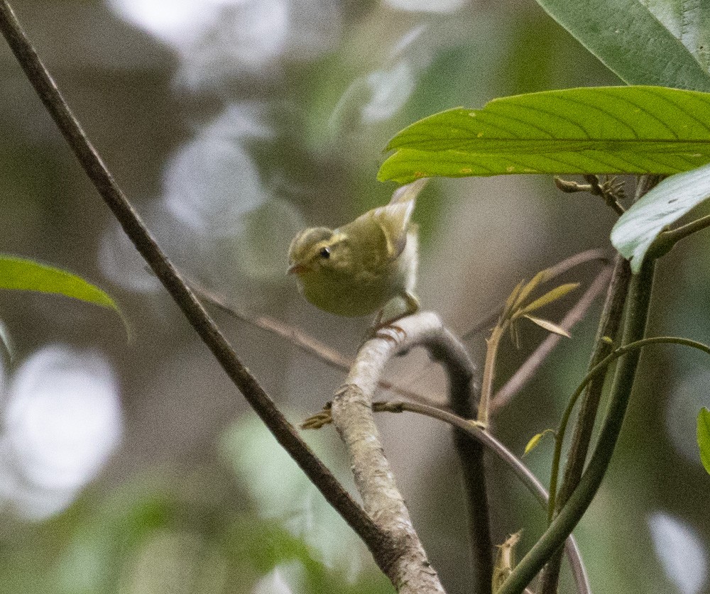 Blyth's Leaf Warbler - ML619711689