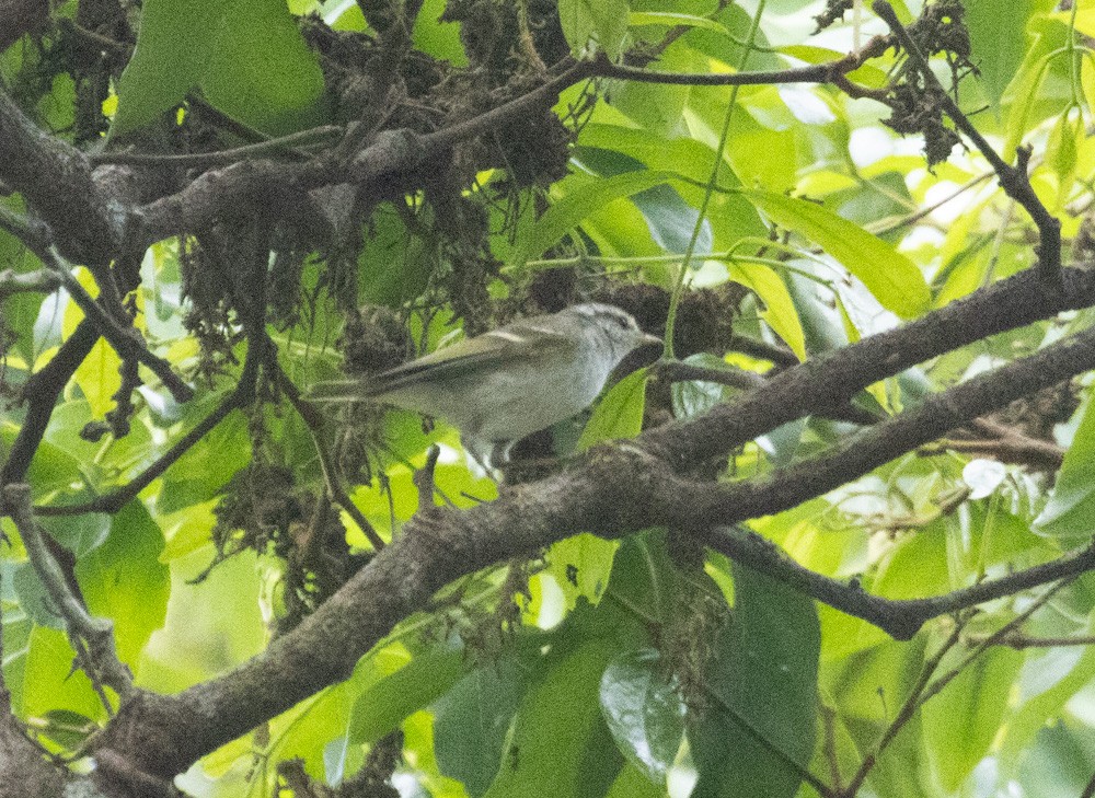 Yellow-browed Warbler - ML619711691