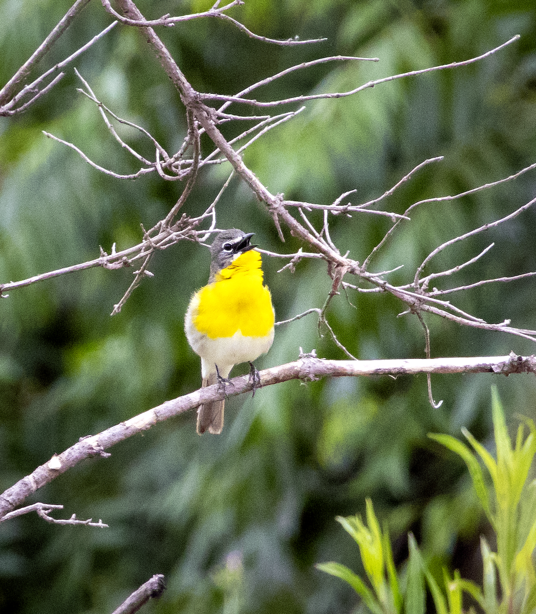 Yellow-breasted Chat - ML619711703