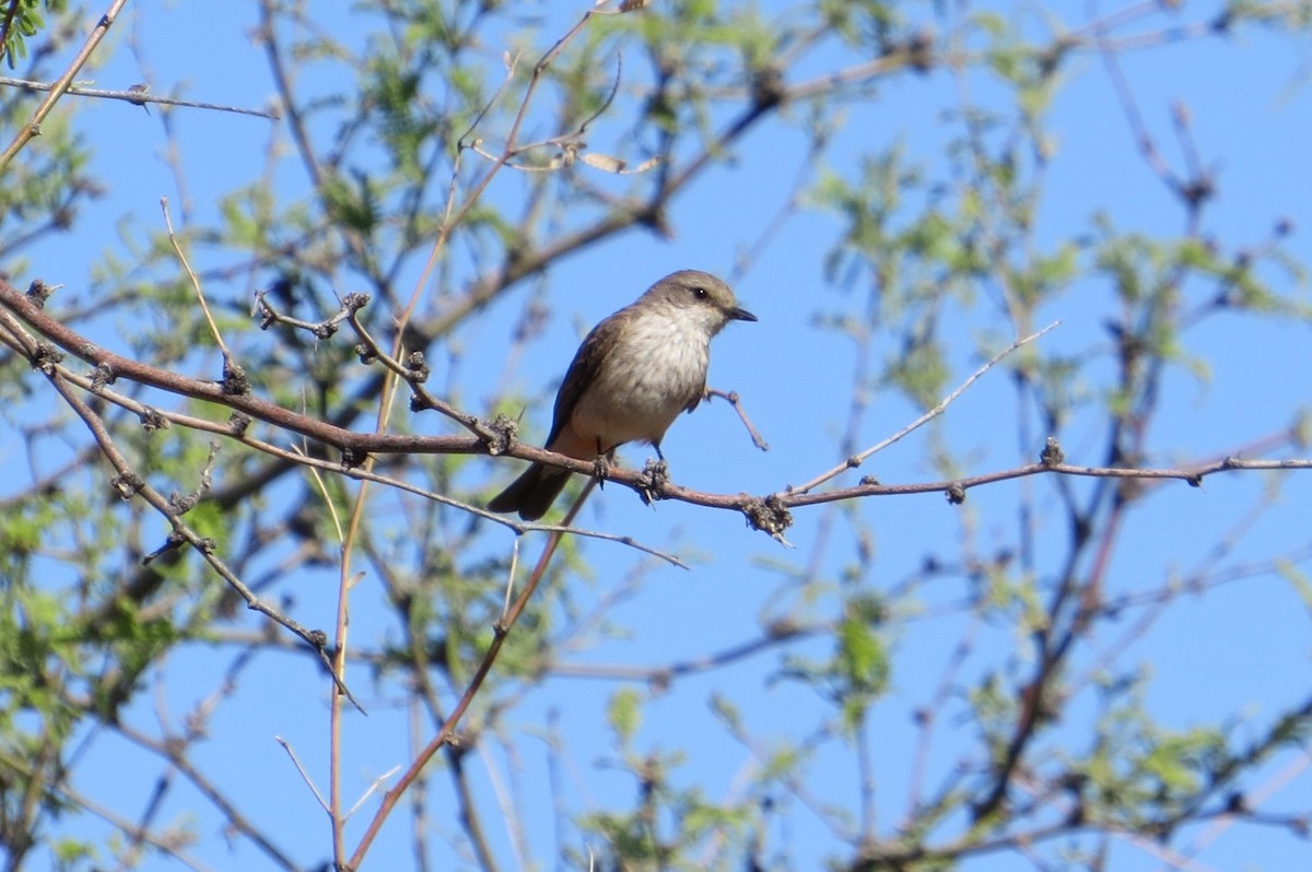 Lucy's Warbler - ML619711711