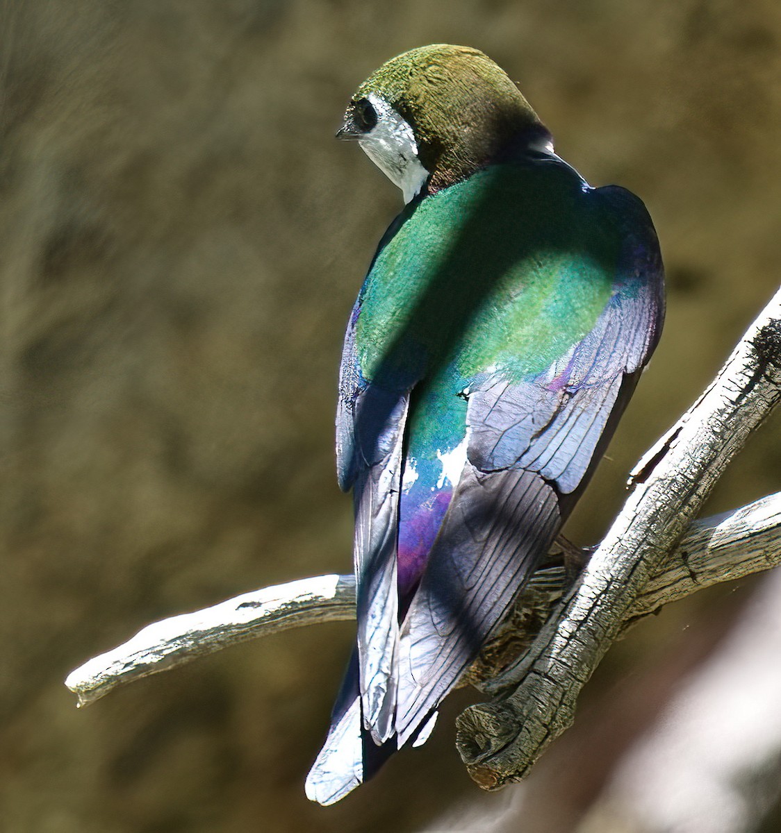 Violet-green Swallow - ML619711713