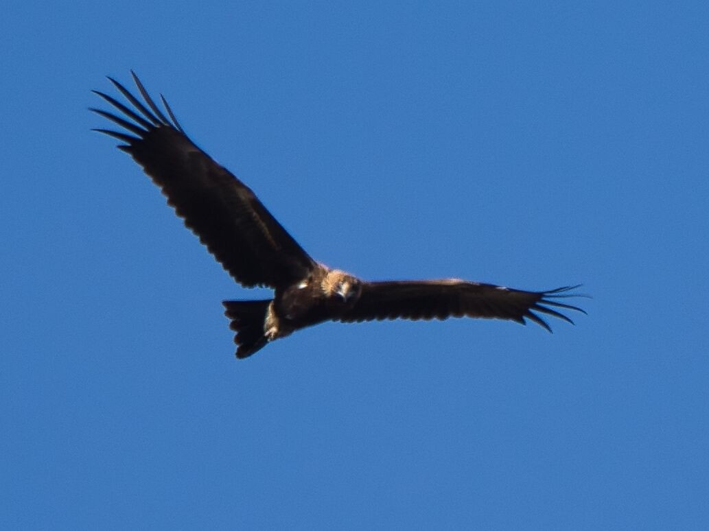 Wedge-tailed Eagle - ML619711751