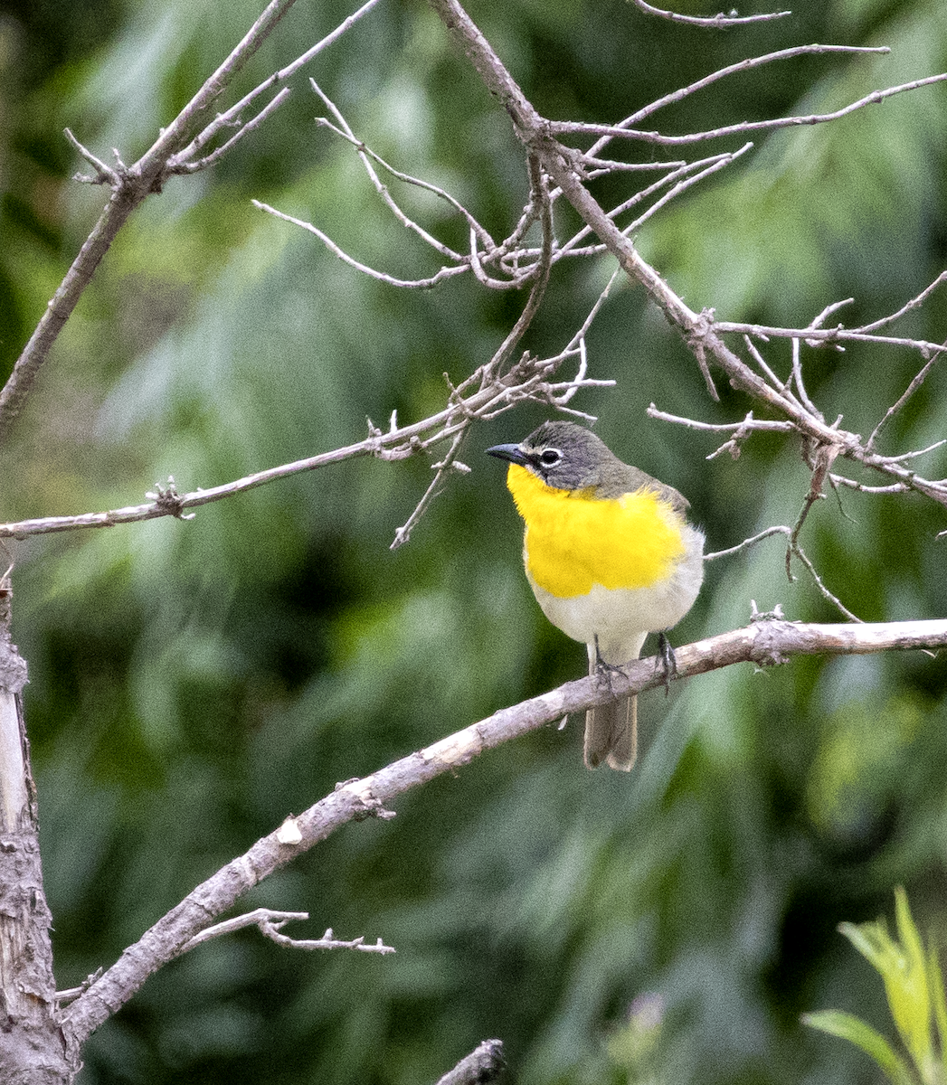 Yellow-breasted Chat - ML619711759