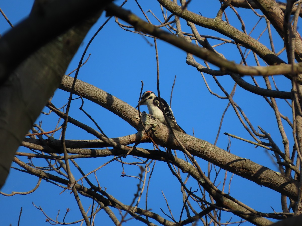 Hairy Woodpecker - ML619711760