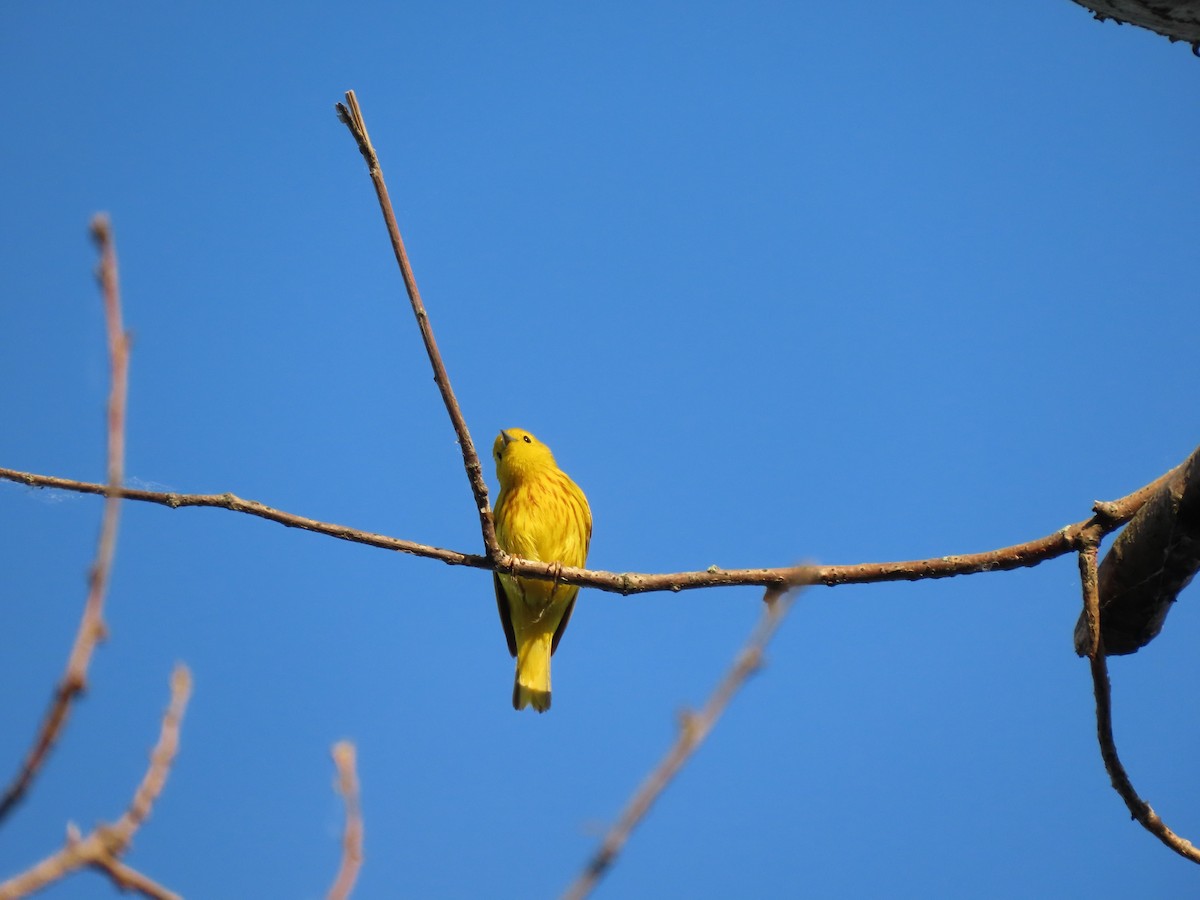 Yellow Warbler - ML619711782