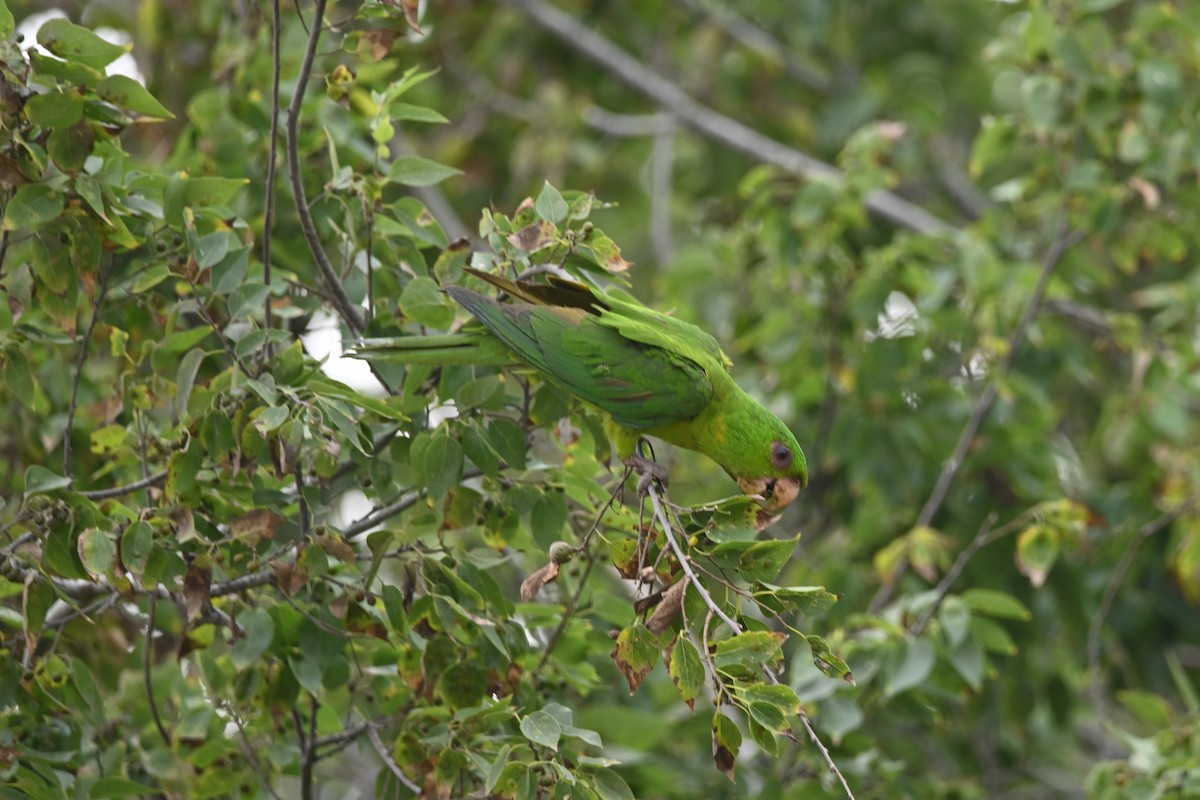 Green Parakeet - ML619711807
