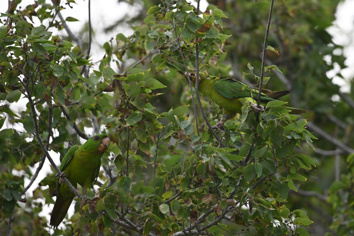 Green Parakeet - ML619711808