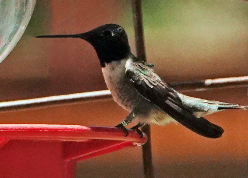 Black-chinned Hummingbird - ML619711813