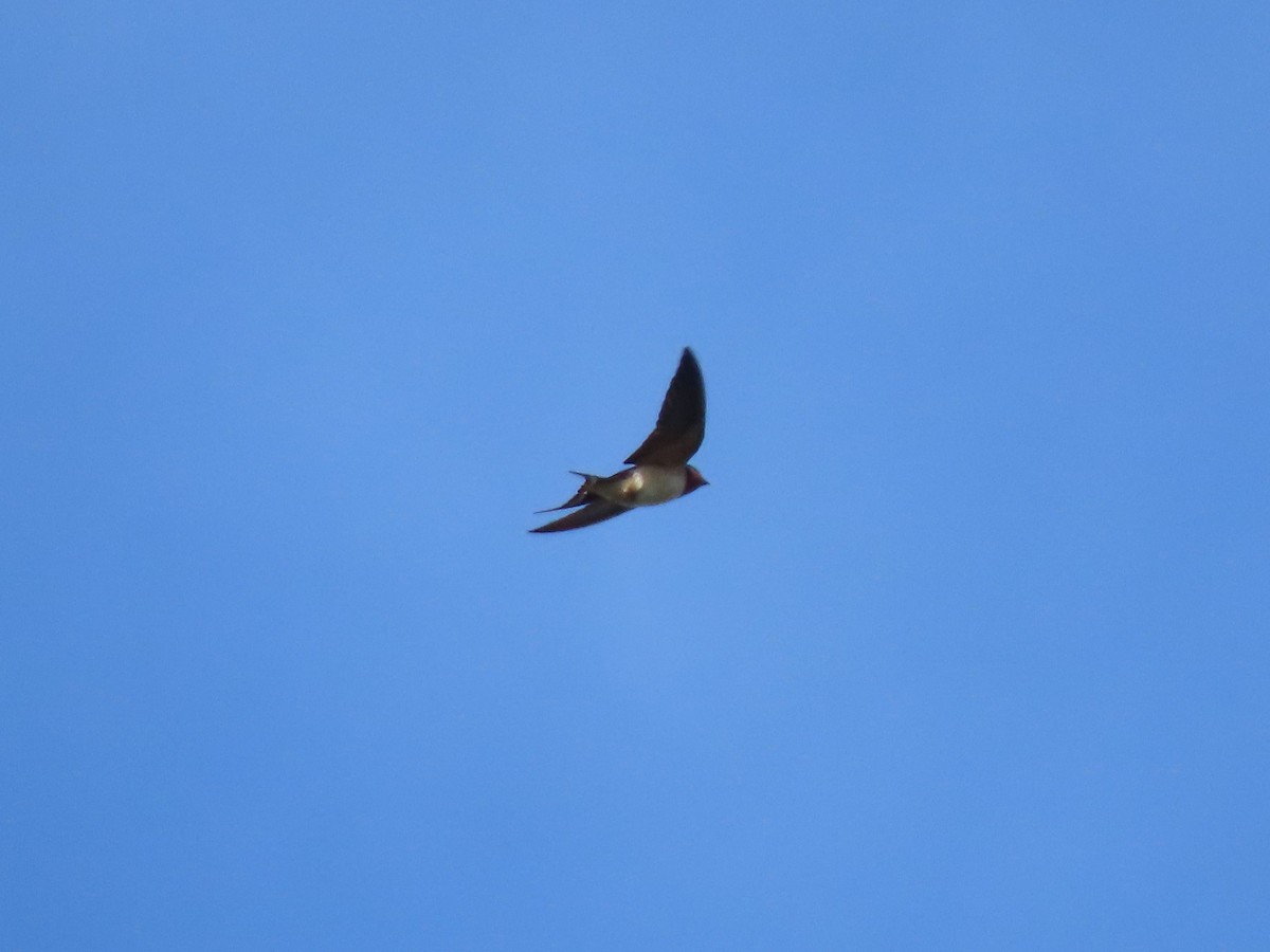 Barn Swallow - ML619711845