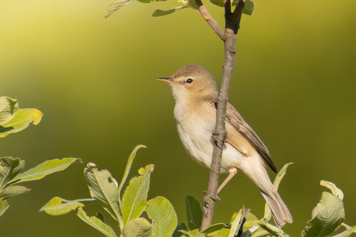 Booted Warbler - ML619711852