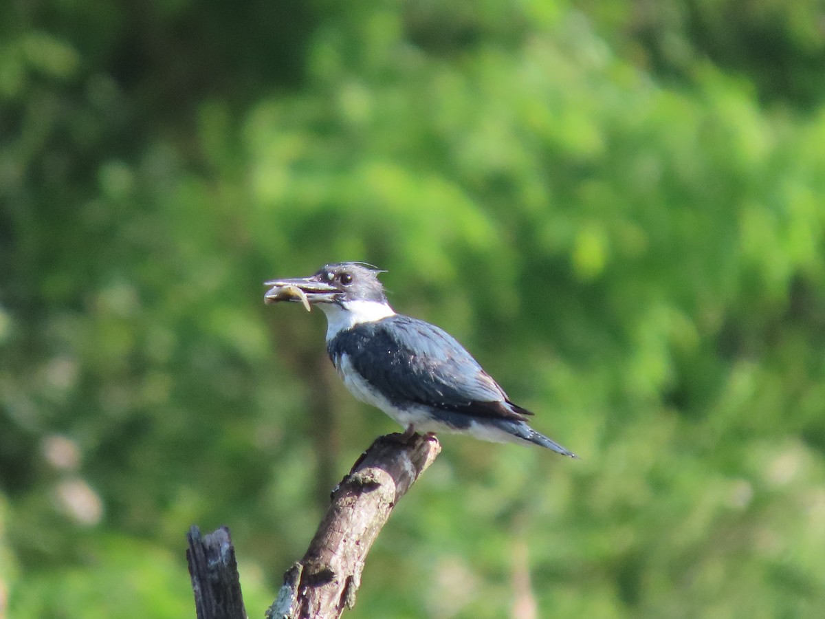 Belted Kingfisher - ML619711865