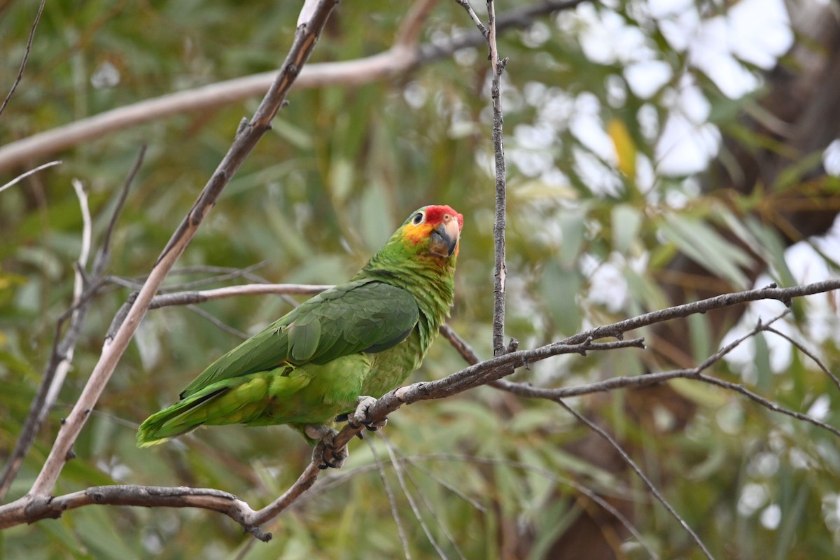 Red-lored Parrot - ML619711869