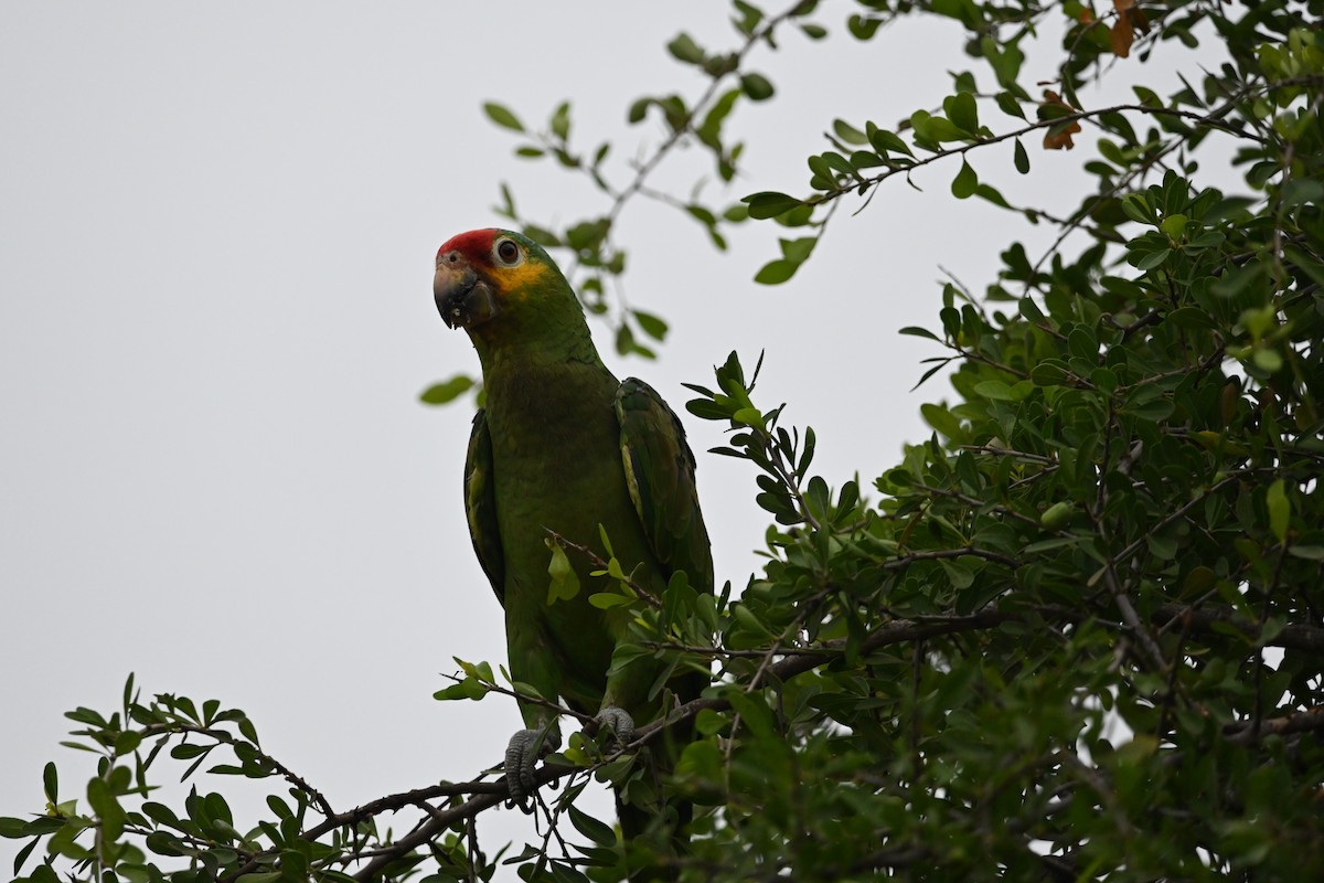 Red-lored Parrot - ML619711870