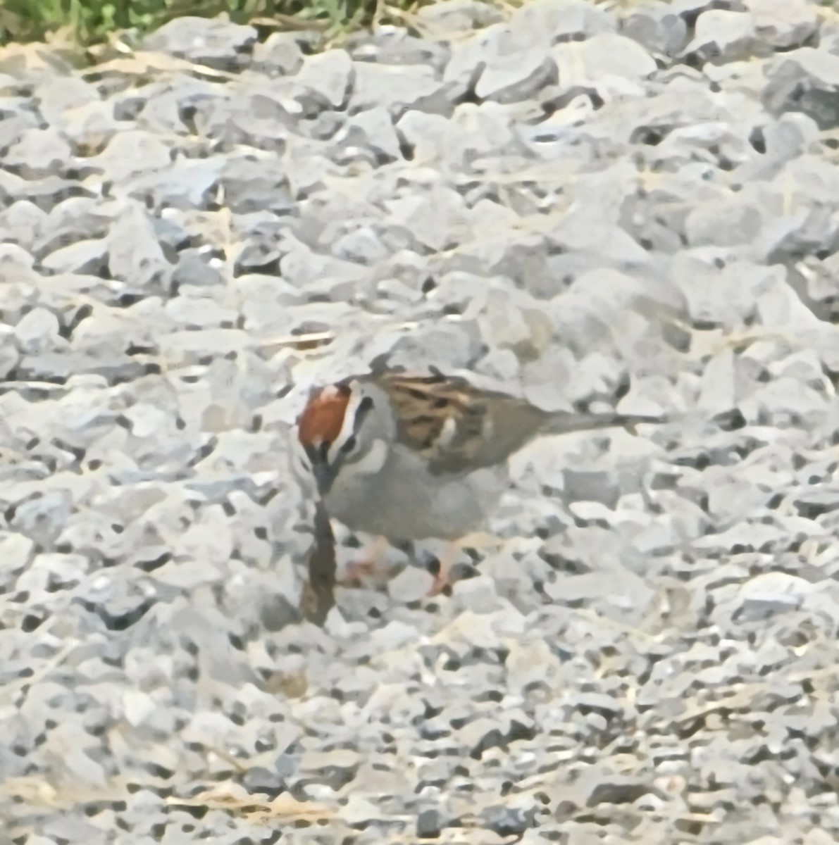 Chipping Sparrow - ML619711872
