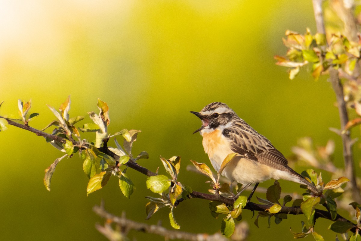 Whinchat - ML619711880