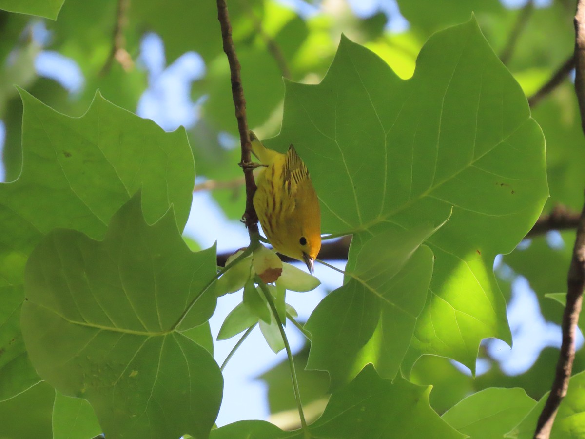 Yellow Warbler - ML619711933
