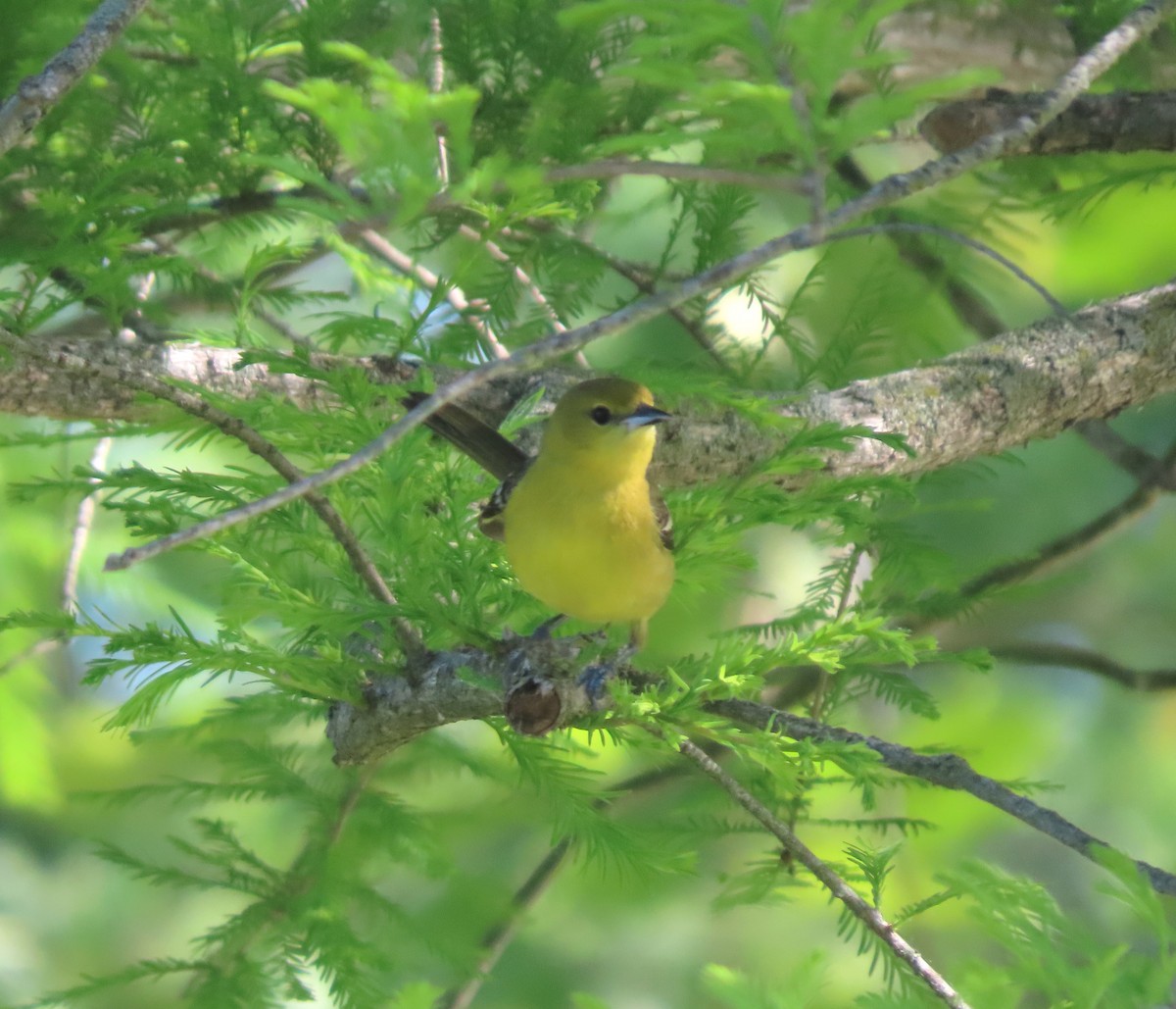 Orchard Oriole - ML619711984