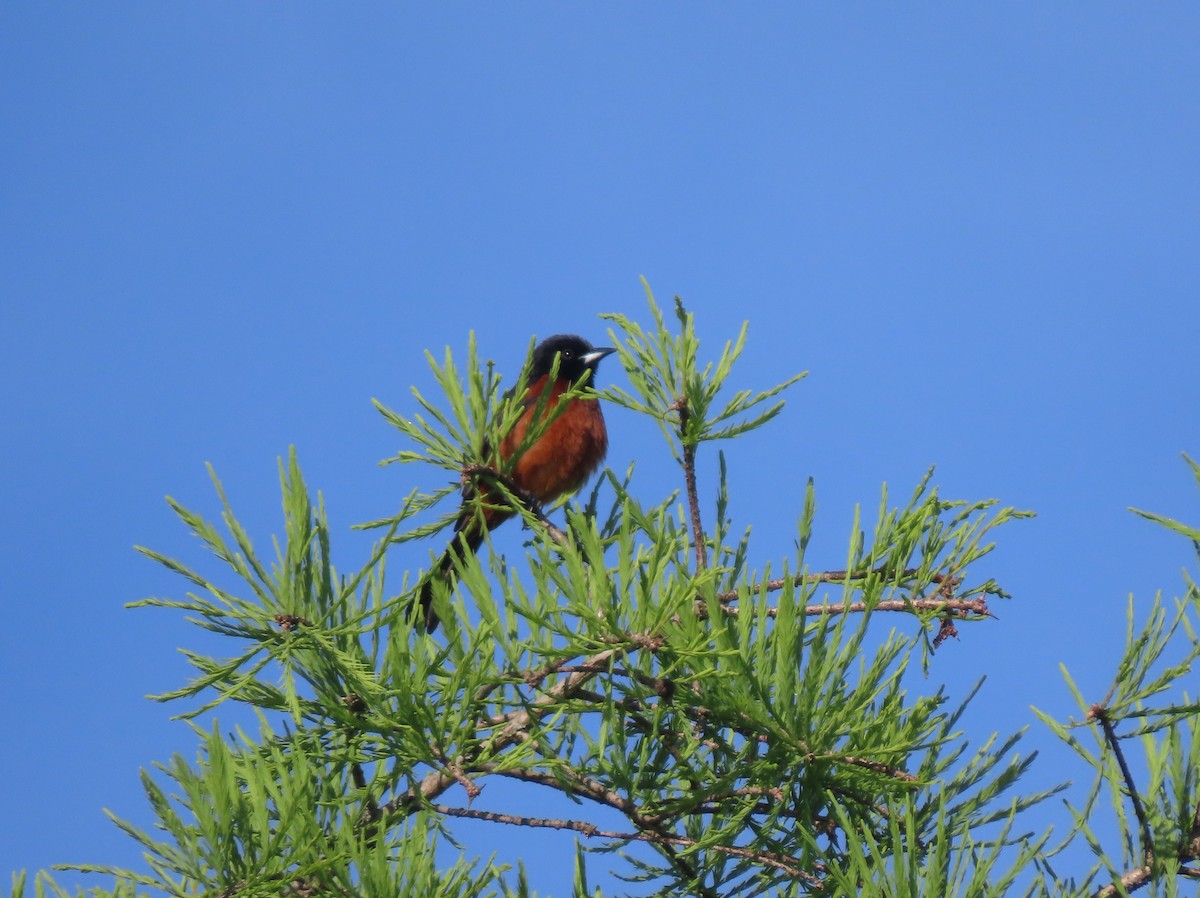 Orchard Oriole - ML619711986