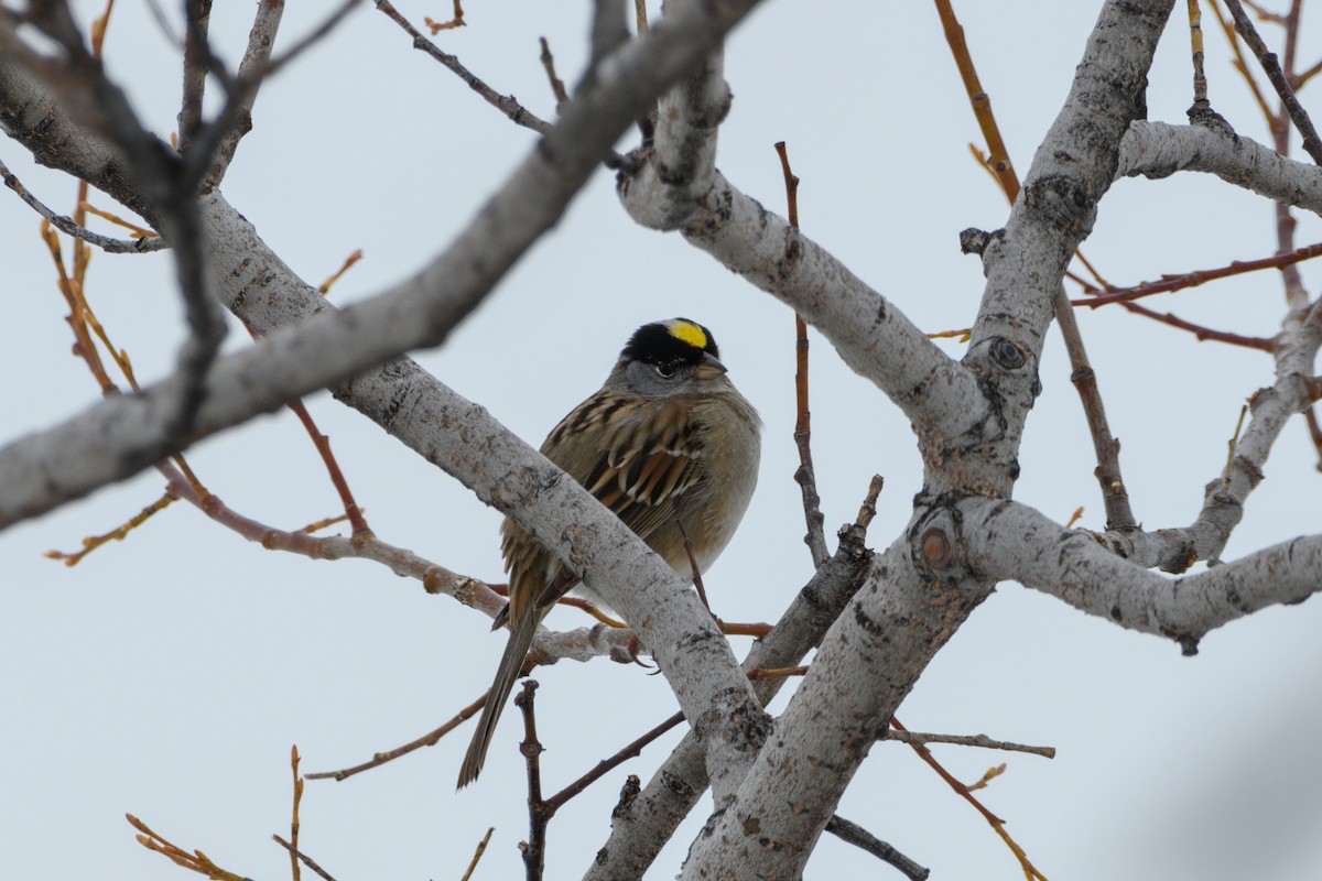 Golden-crowned Sparrow - ML619711987