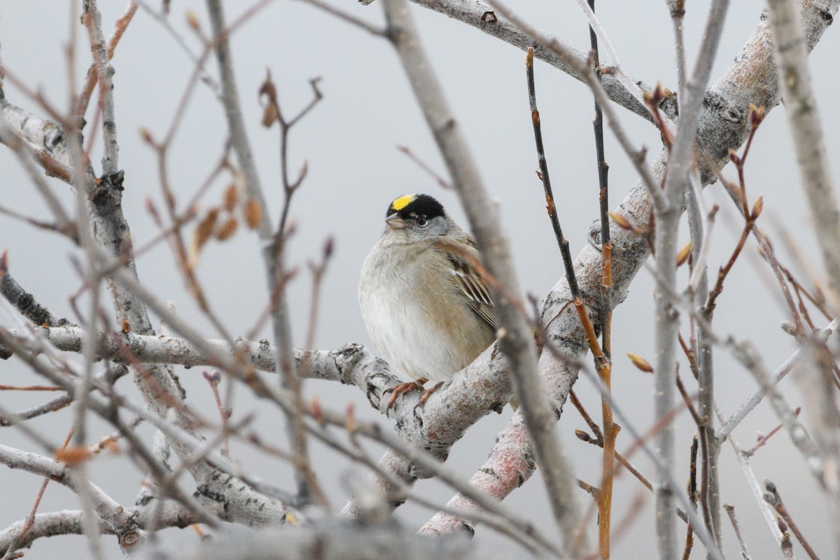 Golden-crowned Sparrow - ML619711988