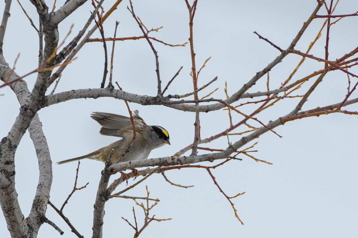 Golden-crowned Sparrow - ML619711989