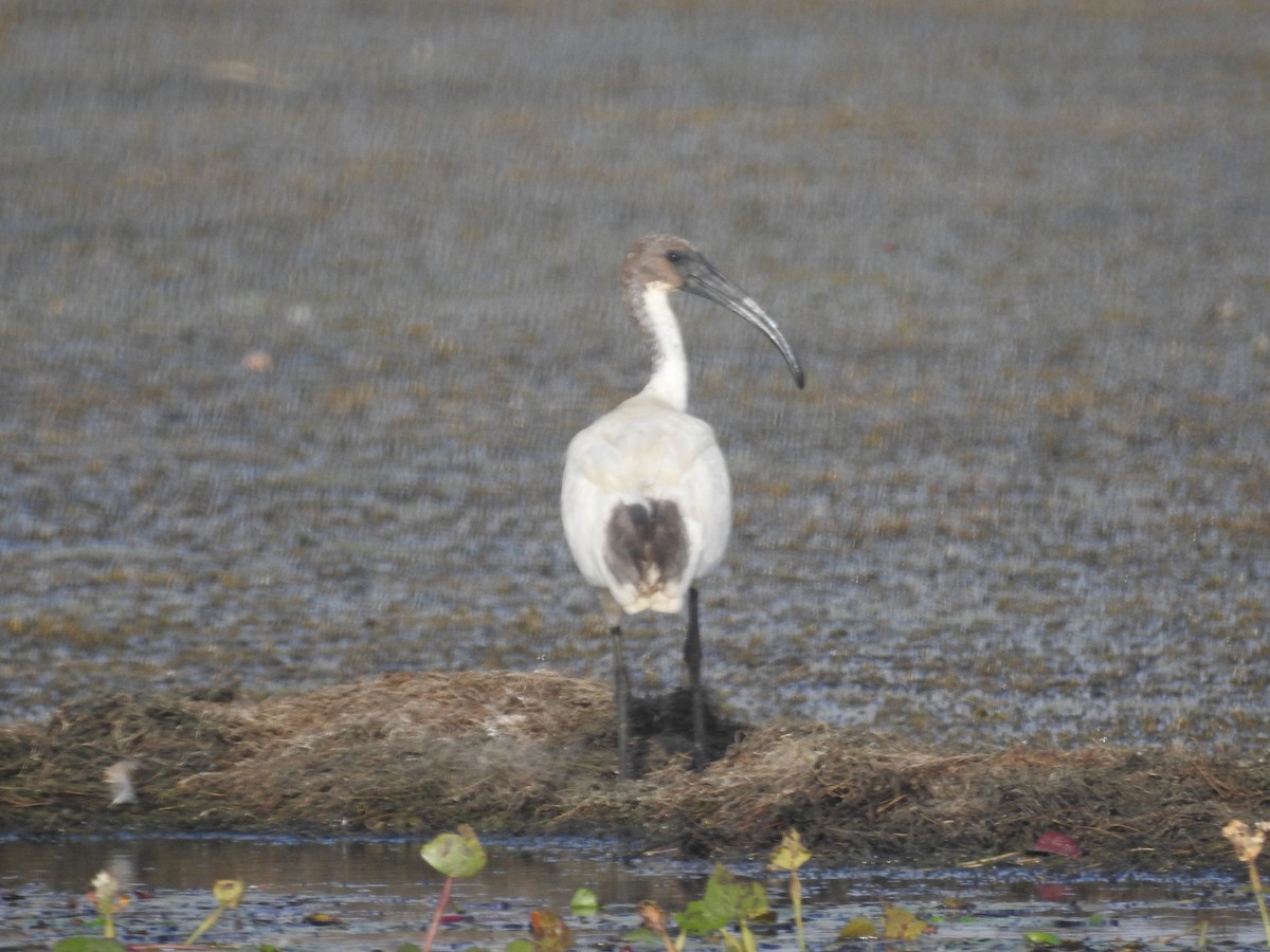 ibis černohlavý - ML619712009