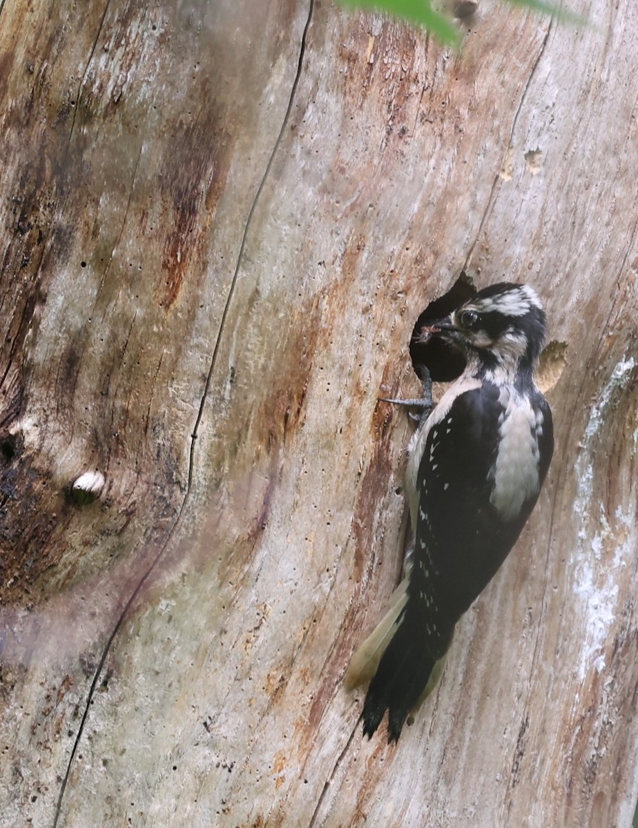 Hairy Woodpecker - ML619712013