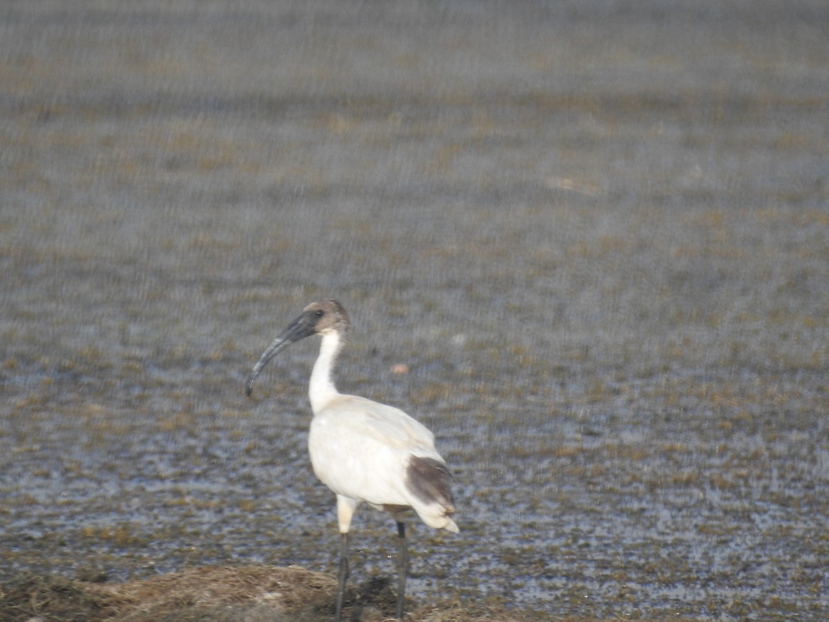 ibis černohlavý - ML619712016