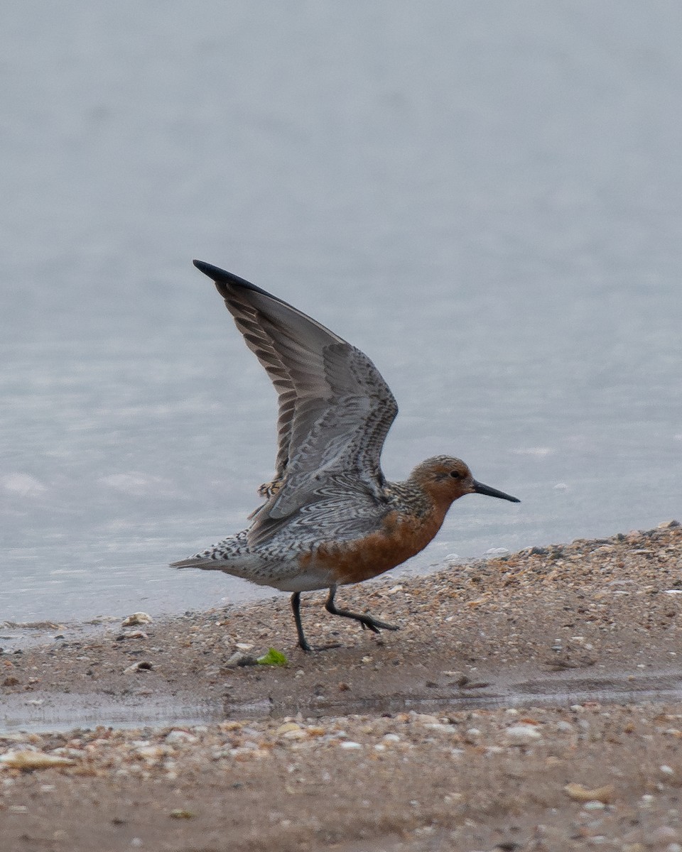 Red Knot - ML619712137